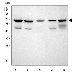 Western blot testing of 1) human 293T, 2) human HeLa, 3) rat brain, 4) mouse brain and 5) mouse thymus tissue lysate with NCOA5 antibody. Predicted molecular weight ~66 kDa.