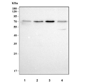Western blot testing of human 1) A549, 2) 293T, 3) Raji and 4) RT4 cell lysate with PTP-MEG2 antibody. Predicted molecular weight ~68 kDa.