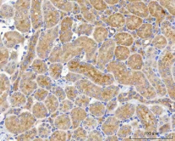 IHC staining of FFPE mouse kidney tissue with NUDT6 antibody. HIER: boil tissue sections in pH8 EDTA for 20 min and allow to cool before testing.