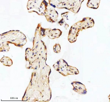 IHC staining of FFPE human placental tissue with GCLM antibody. HIER: boil tissue sections in pH8 EDTA for 20 min and allow to cool before testing.