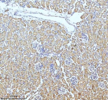 IHC staining of FFPE mouse kidney tissue with GCLM antibody. HIER: boil tissue sections in pH8 EDTA for 20 min and allow to cool before testing.