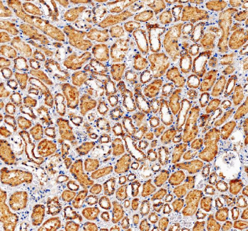 IHC staining of FFPE human kidney tissue with NUBP1 antibody, HRP-secondary and DAB substrate. HIER: boil tissue sections in pH8 EDTA for 20 min and allow to cool before testing.