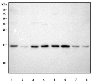 Western blot testing of human 1) HeLa, 2) Jurkat, 3) HepG2, 4) PC-3, 5) U-251, 6) ThP-1, 7) A431 and 8) MCF-7 cell lysate with MYDGF antibody. Predicted molecular weight ~19 kDa, commonly observed at 14-19 kDa.