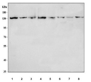 Western blot testing of 1) human A431, 2) human HeLa, 3) human Ramos, 4) human U-251, 5) rat brain, 6) rat RH35, 7) mouse brain and 8) mouse NIH 3T3 cell lysate with RPB2 antibody. Predicted molecular weight ~134 kDa.