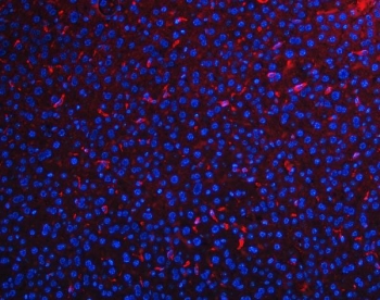 Immunofluorescent staining of FFPE mouse liver tissue with Adgre1 antibody (red) and DAPI nuclear stain (blue). HIER: steam section in pH8 EDTA buffer for 20 min.