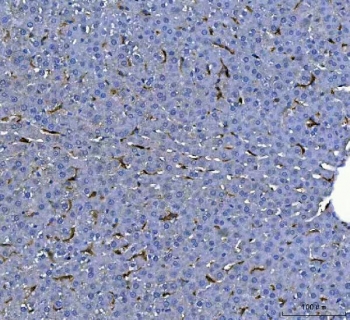 IHC staining of FFPE rat liver tissue with Adgre1 antibody. HIER: boil tissue sections in pH8 EDTA for 20 min and allow to cool before testing.