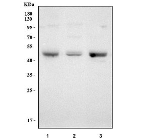 Western blot testing of 1) rat brain, 2) rat PC-12 and 3) mouse brain tissue lysate with EMP antibody. Predicted molecular weight: 36-45 kDa (multiple isoforms).