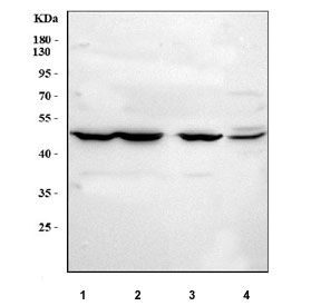 Western blot testing of 1) human HEL, 2) human HeLa, 3) human K562 and 4) mouse brain tissue lysate with MFAP1 antibody. Predicted molecular weight ~52 kDa.