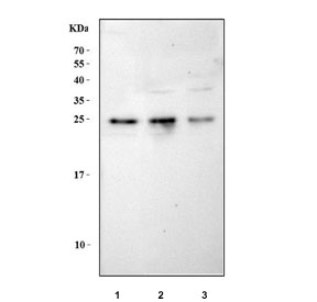 Western blot testing of human 1) 293T, 2) HeLa and 3) A549 cell lysate with NRMT antibody. Predicted molecular weight ~25 kDa.