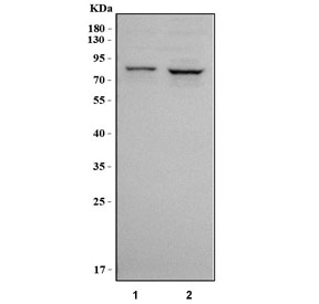 Western blot testing of human 1) HeLa and 2) SiHa cell lysate with RUFY1 antibody. Predicted molecular weight ~80 kDa.