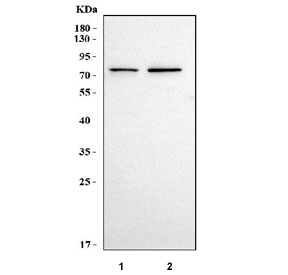 Western blot testing of human 1) HEL and 2) SH-SY5Y cell lysate with PTH2R antibody. Predicted molecular weight ~62 kDa but may be observed at higher molecular weights due to glycosylation.