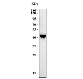 Western blot testing of human MCF7 cell lysate with TSSK4 antibody. Predicted molecular weight ~37 kDa.