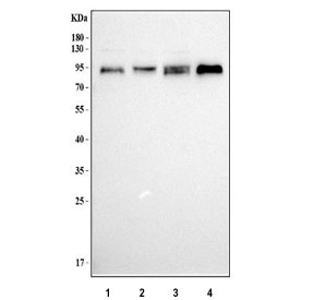 Western blot testing of human 1) Jurkat, 2) HEL, 3) 293T and 4) ThP-1 cell lysate with L3MBTL3 antibody. Predicted molecular weight ~88 kDa and ~86 kDa (two isoforms).