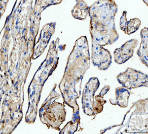 NME6 Antibody Human Placenta IHC. IHC staining of FFPE human placenta tissue was performed with NME6 Antibody at 2 ug/ml following heat-induced epitope retrieval in pH 8 EDTA buffer. HRP-conjugated secondary antibody and DAB were used for detection. NME6 staining is observed in placental villi, with predominantly cytoplasmic staining in trophoblast cells. This NME6 Antibody demonstrates localization of Nucleoside Diphosphate Kinase 6 in human placenta tissue.