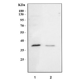Western blot testing of human 1) K562 and 2) HepG2 cell lysate with NUP37 antibody. Predicted molecular weight ~37 kDa.
