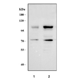 Western blot testing of human 1) U-2 OS and 2) K562 cell lysate with MICAL-like protein 2 antibody. Predicted molecular weight ~98 kDa with multiple smaller isoforms including ~75 kDa and ~71 kDa.