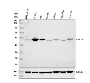 NUDCD3 Antibody Human, Rat and Mouse WB. Western blot analysis of human MDA-MB-231 (lane 1), SH-SY5Y (lane 2), and HeLa (lane 3) cell lysates, rat brain (lane 4) and heart (lane 5) tissue lysates, and mouse brain (lane 6) and heart (lane 7) tissue lysates with NUDCD3 Antibody at 0.5 ug/ml. A specific band is detected at approximately 45 kDa, consistent with the expected molecular weight of NUDCD3. Beta-Tubulin is shown as a loading control. This NUDCD3 Antibody, also called NudC Domain Containing 3 Antibody, supports studies of molecular chaperone activity, protein homeostasis, cytoskeletal regulation, and cell biology.