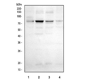 Western blot testing of human 1) K562, 2) MCF7, 3) HeLa and 4) 293T cell lysate with PUS7 antibody. Predicted molecular weight ~75 kDa.