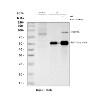 Immunoprecipitation of PUS7L protein from 500ug of human HeLa whole cell lysate with 2ug of PUS7L antibody.