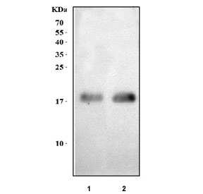Western blot testing of 1) rat skeletal muscle and 2) mouse skeletal muscle tissue lysate with MYL5 antibody. Predicted molecular weight ~19 kDa.