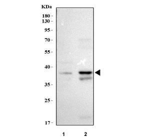 Western blot testing of 1) human placenta and 2) monkey COS7 cell lysate with NSUN3 antibody. Predicted molecular weight ~38 kDa.