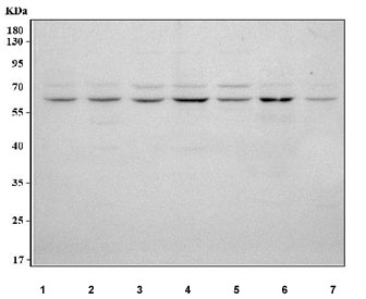 Western blot testing of human 1) Jurkat, 2) HaCaT, 3) HEL, 4) Caco-2, 5) K562, 6) A431 and 7) SH-SY5Y cell lysate with TMEM180 antibody. Predicted molecular weight ~57 kDa.