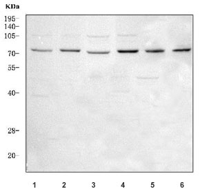 Western blot testing of 1) human 293T, 2) human SH-SY5Y, 3) human MCF7, 4) human K562, 5) human Caco-2 and 6) mouse RAW264.7 cell lysate with LRCH4 antibody. Predicted molecular weight ~74 kDa.
