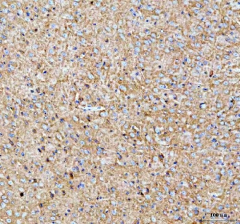 IHC staining of FFPE mouse brain tissue with Paralemmin antibody. HIER: boil tissue sections in pH8 EDTA for 20 min and allow to cool before testing.
