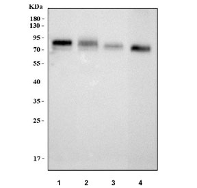 Western blot testing of 1) human RT4, 2) human A431, 3) rat stomach and 4) mouse stomach tissue lysate with LYPD3 antibody. Predicted molecular weight ~36 kDa but may be observed at higher molecular weights due to glycosylation.