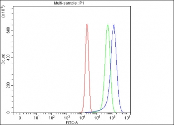 J Chain Antibody A431 FACS. Flow cytometry analysis of fixed and permeabilized human A431 cells using J Chain antibody demonstrates a rightward shift in fluorescence intensity compared to the isotype control, consistent with intracellular detection of JCHAIN / IGJ, a secretory immunoglobulin-associated protein involved in plasma cell biology and polymeric antibody assembly; red histogram represents cells alone, green histogram represents isotype control, and blue histogram represents J Chain antibody staining.