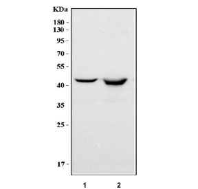 Western blot testing of human 1) K562 and 2) Raji cell lysate with PAICS antibody. Predicted molecular weight ~47 kDa.