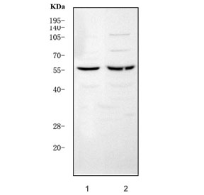Western blot testing of 1) rat liver and 2) mouse liver tissue lysate with Leucine aminopeptidase 3 antibody. Predicted molecular weight ~56 kDa.