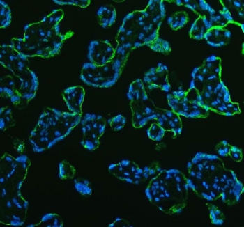 Immunofluorescent staining of FFPE human placental tissue with 4-Alpha-glucanotransferase antibody (green) and DAPI nuclear stain (blue). HIER: steam section in pH8 EDTA buffer for 20 min.