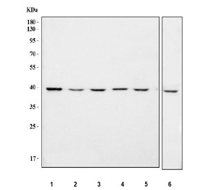 Western blot testing of 1) human A431, 2) human MCF7, 3) human HeLa, 4) human 293T, 5) human U-251 and 6) monkey COS-7 cell lysate with IDH3G antibody. Predicted molecular weight ~41 kDa.