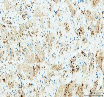 IHC staining of FFPE rat heart tissue with IDH3G antibody. HIER: boil tissue sections in pH8 EDTA for 20 min and allow to cool before testing.