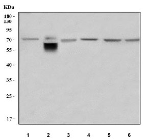 Western blot testing of 1) human Jurkat, 2) human placenta, 3) human Caco-2, 4) rat liver, 5) mouse liver and 6) mouse NIH 3T3 cell lysate with Lumican antibody. Predicted molecular weight ~38 kDa but may be observed at higher molecular weights due to glycosylation.