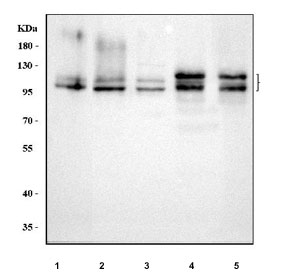 Western blot testing of 1) human SH-SY5Y, 2) human HepG2, 3) human HeLa, 4) rat brain and 5) mouse brain tissue lysate with Amyloid-like protein 2 antibody. Predicted molecular weight ~87 kDa, the glycosylated full length and truncated form can be observed at ~120 kDa and ~95 kDa, the CS-GAG modified form can be observed at 130-170 kDa and homodimers and heterodimers may be observed at over 200 kDa.