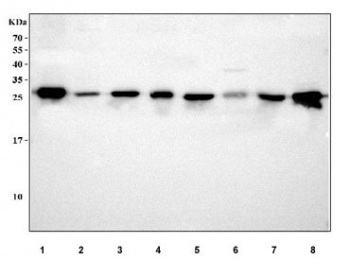 Western blot testing of 1) human Caco-2, 2) human A431, 3) human 293T, 4) human MCF7, 5) rat liver, 6) rat RH35, 7) mouse liver and 8) mouse NIH 3T3 cell lysate with IDI1 antibody. Predicted molecular weight ~26 kDa.