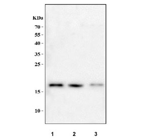 Western blot testing of human 1) MCF7, 2) 293T and 3) K562 cell lysate with ESO-3 antibody. Predicted molecular weight ~15 kDa.