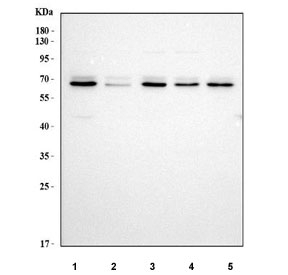 Western blot testing of human 1) HeLa, 2) 293T, 3) K562, 4) U-87 MG and 5) Jurkat cell lysate with MELK antibody. Predicted molecular weight: 53-75 kDa (multiple isoforms).