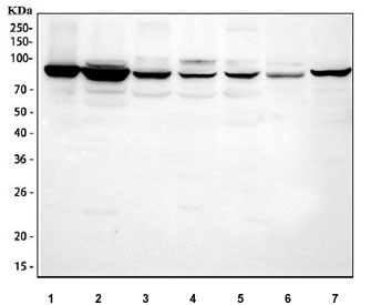Western blot testing of 1) human COLO-320, 2) human HepG2, 3) rat NRK, 4) rat PC-12, 5) rat C6, 6) mouse HEPA1-6 and 7) mouse MFC cell lysate with Mitofilin antibody. Predicted molecular weight ~84 kDa.