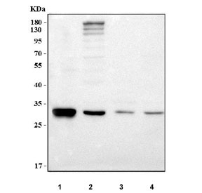 Western blot testing of 1) rat kidney, 2) rat liver, 3) mouse kidney and 4) mouse liver tissue lysate with IAH1 antibody. Predicted molecular weight ~28 kDa.