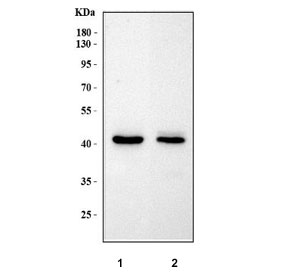 Western blot testing of 1) rat brain and 2) mouse brain tissue lysate with MPPE1 antibody. Predicted molecular weight ~45 kDa.