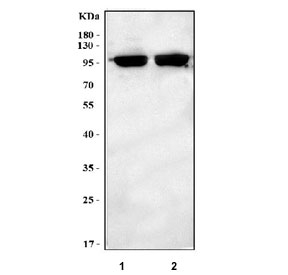 Western blot testing of 1) rat skeletal muscle and 2) mouse skeletal muscle tissue lysate with LRRN1 antibody. Predicted molecular weight ~81 kDa but may be observed at higher molecular weights due to glycosylation.