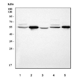 Western blot testing of 1) rat brain, 2) rat heart, 3) rat testis, 4) mouse brain and 5) mouse heart tissue lysate with Pellino-3 antibody. Predicted molecular weight ~51 kDa.