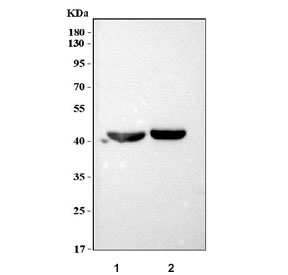 Western blot testing of 1) mouse heart and 2) mouse skeletal muscle tissue lysate with FBXO32 antibody. Predicted molecular weight ~42 kDa.