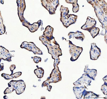 IHC staining of FFPE human placental tissue with LRRC59 antibody. HIER: boil tissue sections in pH8 EDTA for 20 min and allow to cool before testing.