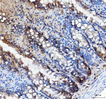 IHC staining of FFPE rat colon tissue with LRRC59 antibody. HIER: boil tissue sections in pH8 EDTA for 20 min and allow to cool before testing.
