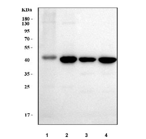 Western blot testing of human 1) SW620, 2) SiHa, 3) RT4 and 4) Caco-2 cell lysate with PAWR antibody. Predicted molecular weight ~35 kDa, commonly observed at 35-43 kDa.