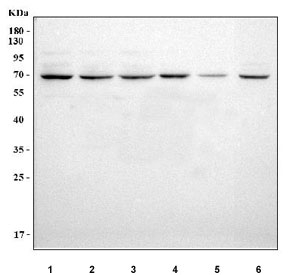 Western blot testing of 1) human 293T, 2) human Jurkat, 3) human Raji, 4) monkey COS-7, 5) rat thymus and 6) mouse thymus tissue lysate with CMG-1 antibody. Predicted molecular weight ~69 kDa.